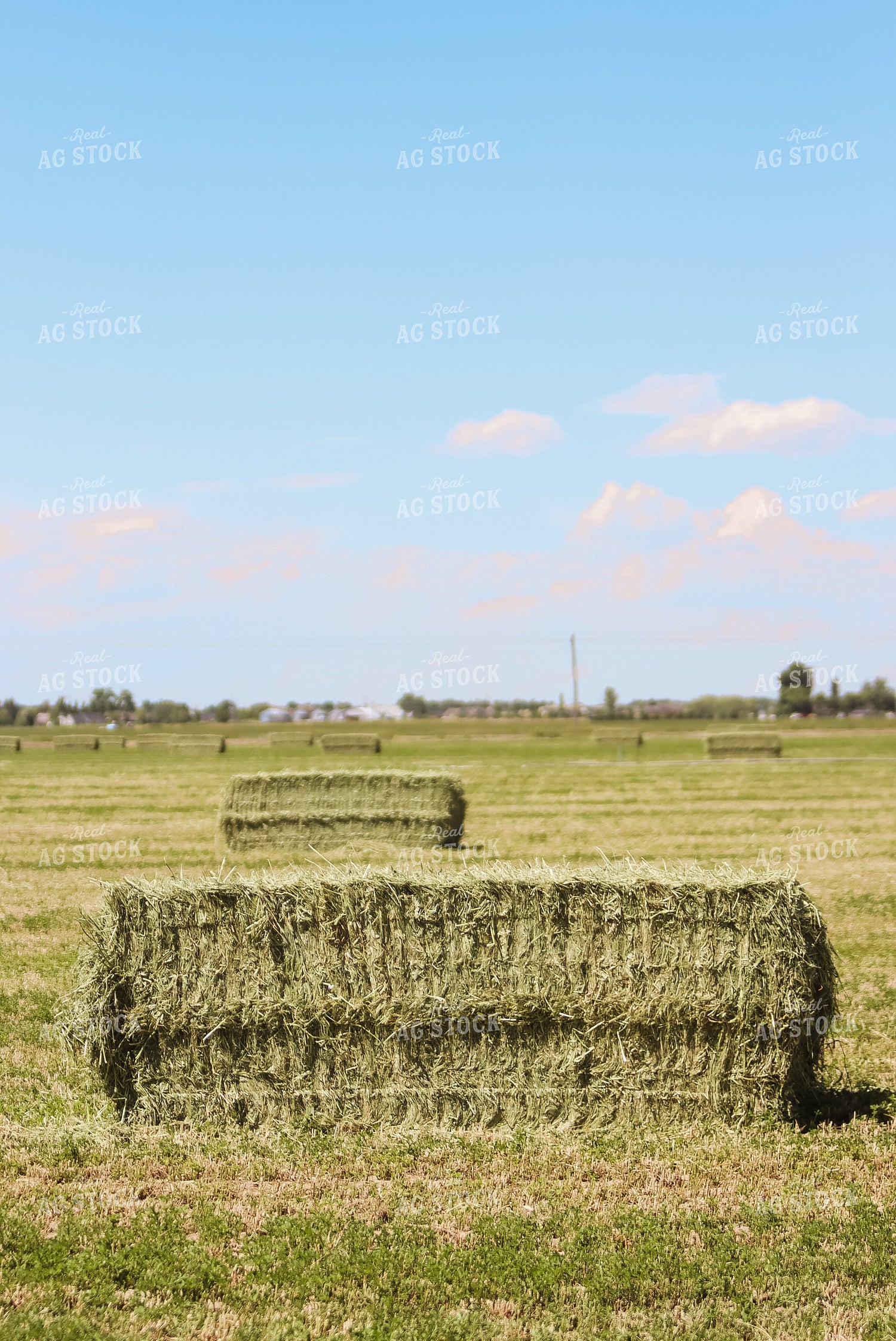 Square Bales in Field 83038