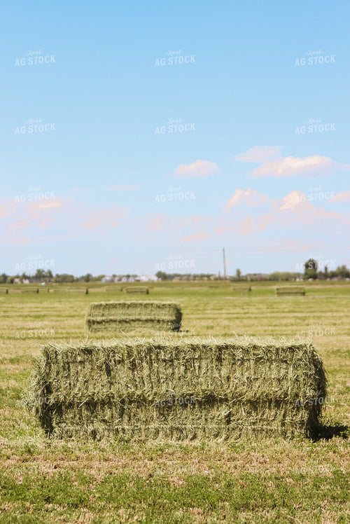 Square Bales in Field 83038