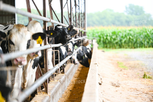 Holstein Cattle Eating 90096