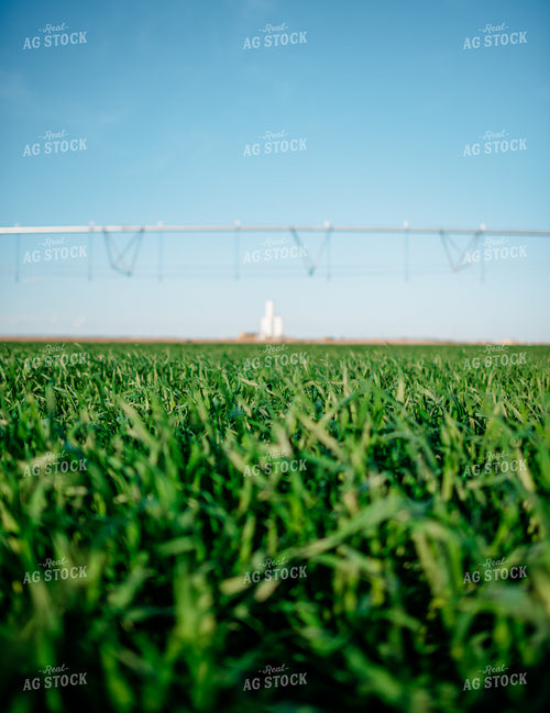 Irrigator in Growing Wheat Field 56643