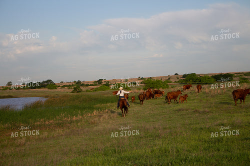 Female Rancher Herding Cattle 205032