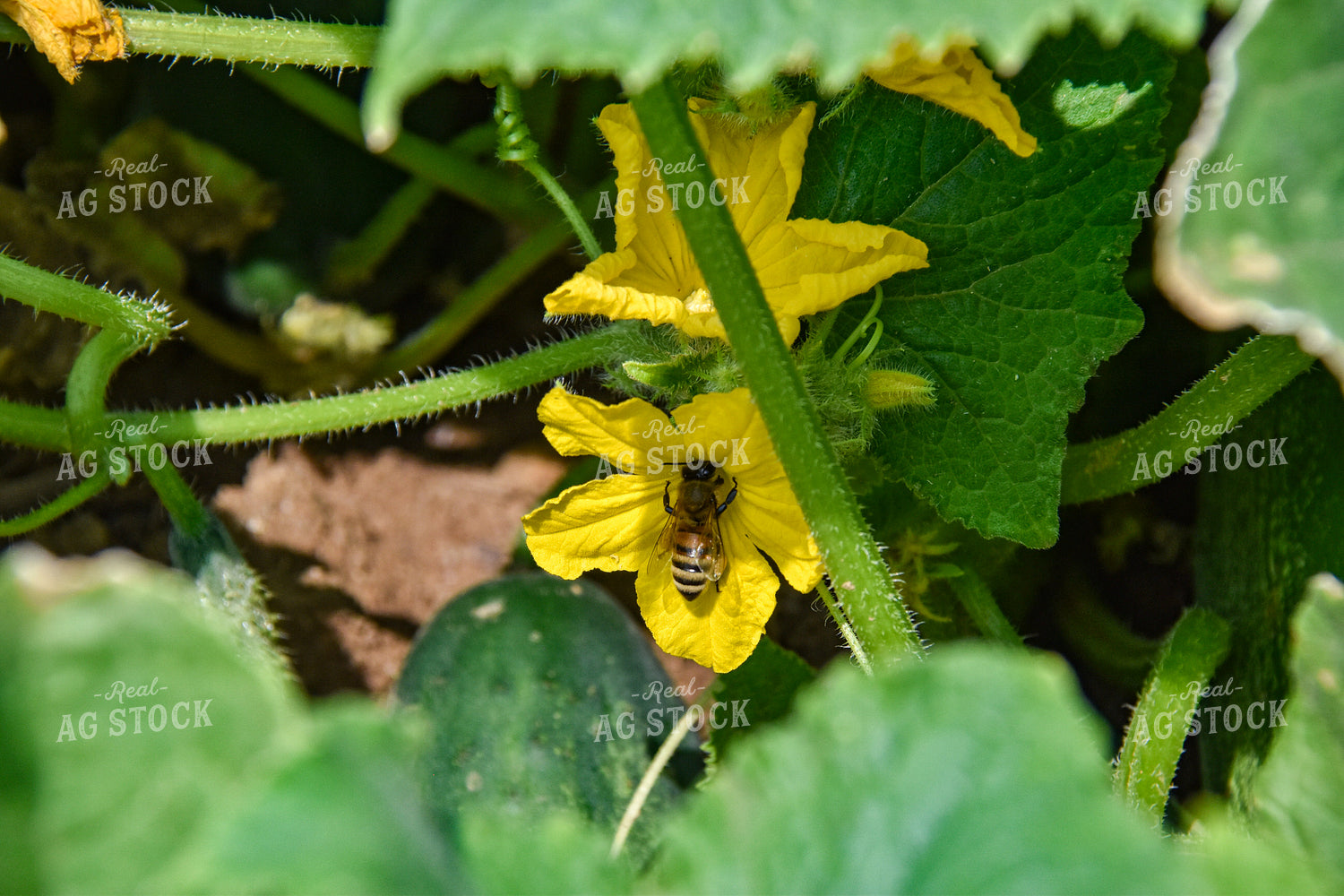 Bee on Cucumber Flower 84167