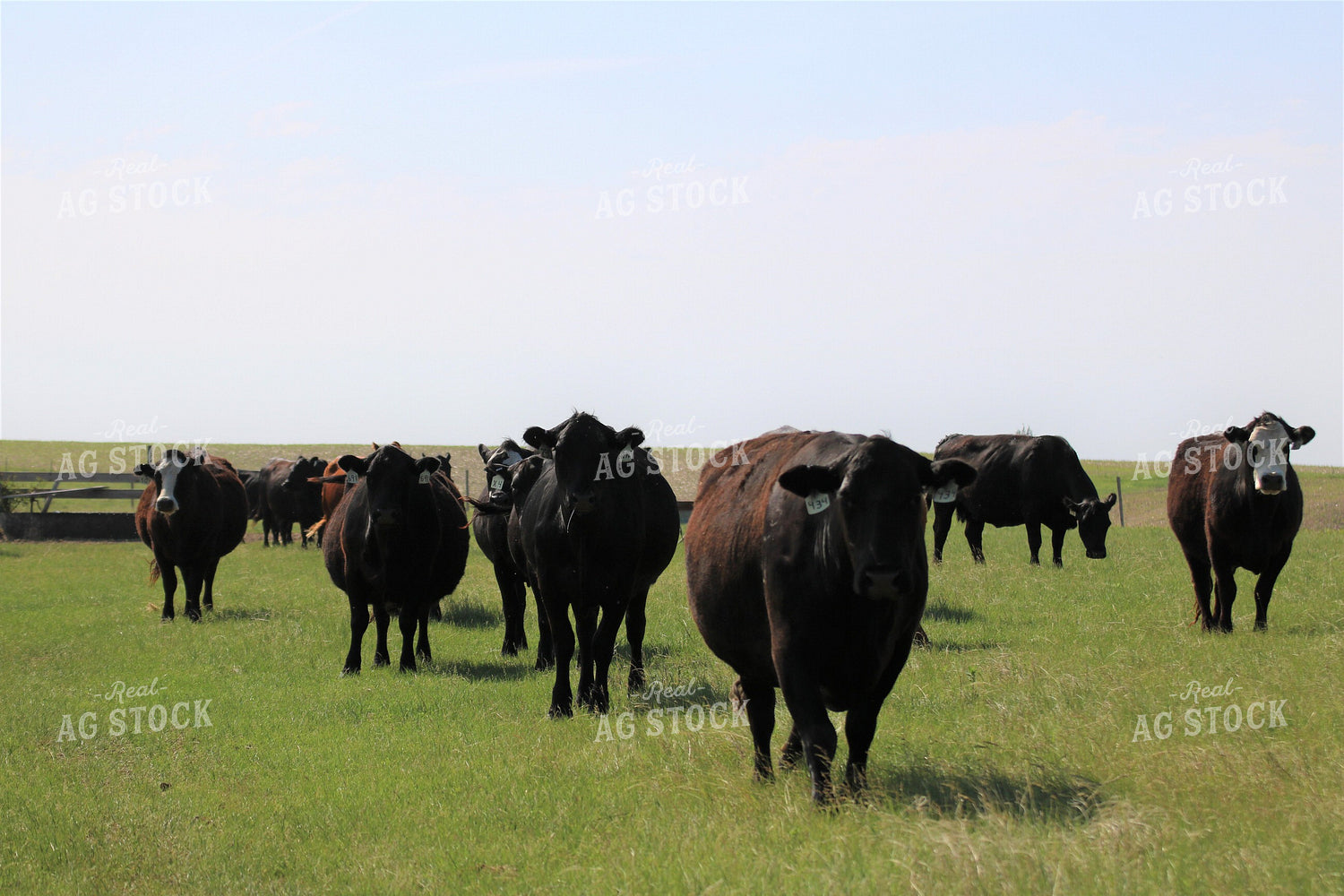 Cattle in Pasture 82070