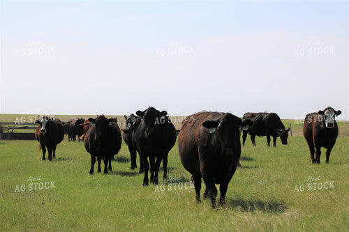 Cattle in Pasture 82070