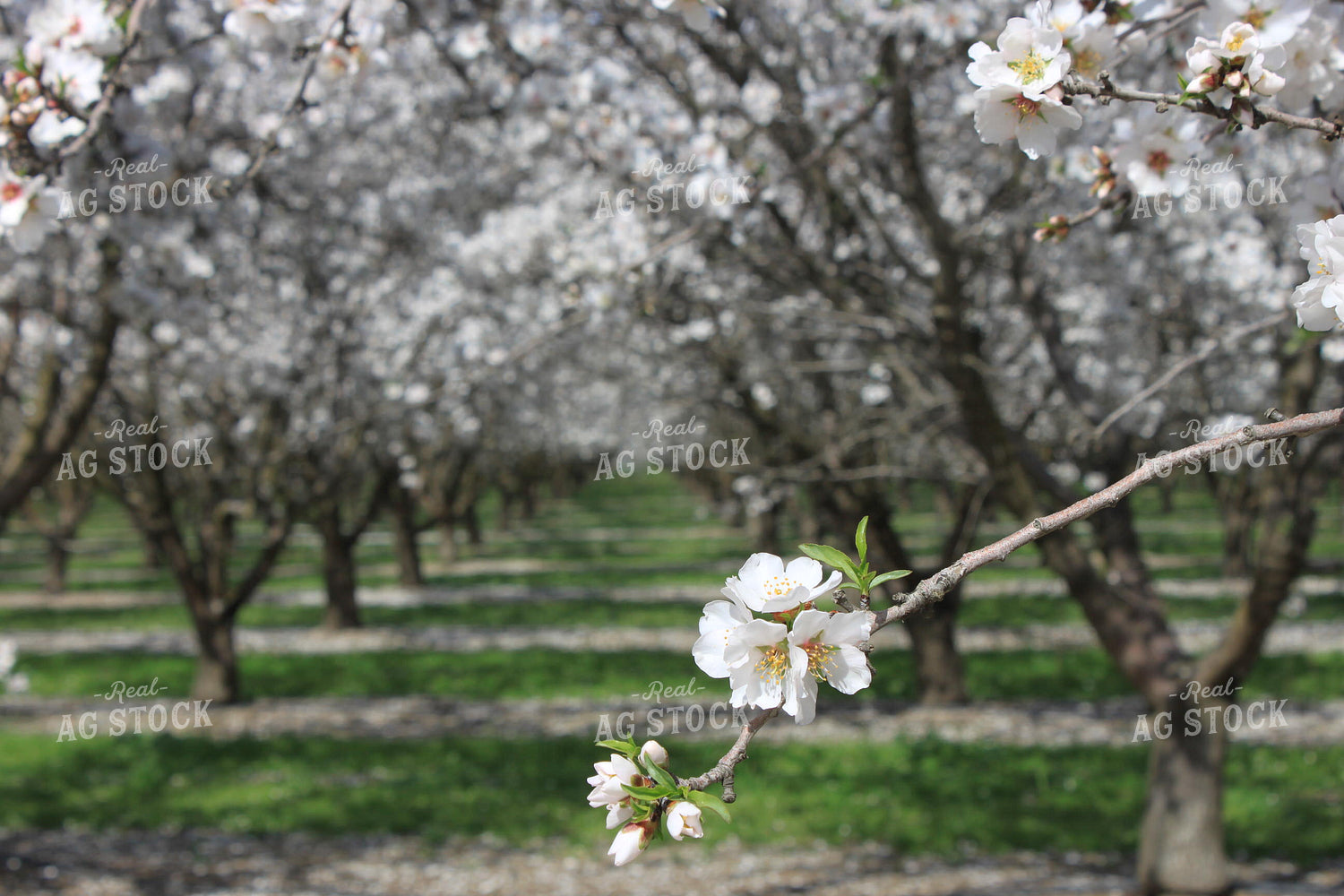 Almond Orchard 188052