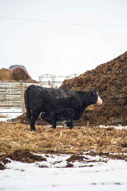 Cow Calf Pair 155483