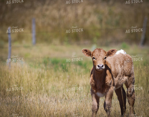 Calf on Pasture 261123