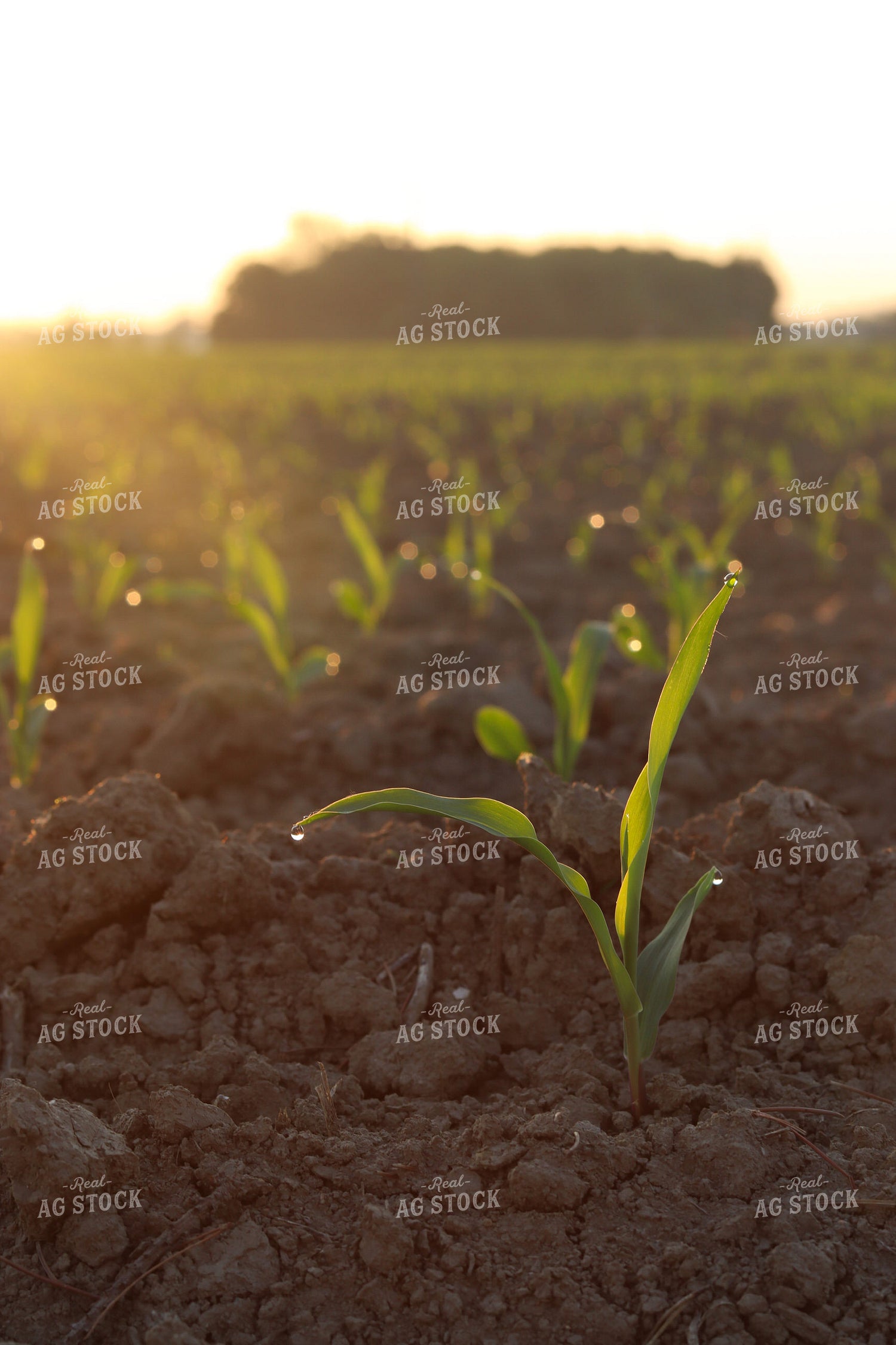 Morning Dew on Early Growth Corn 109105