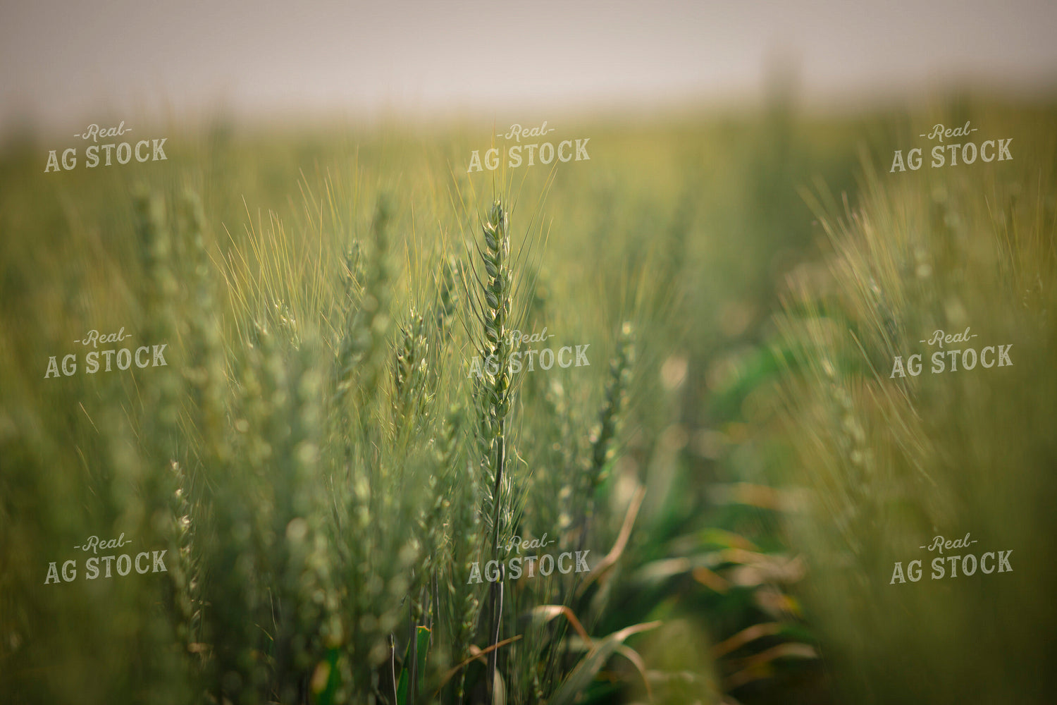 Wheat Field 135116