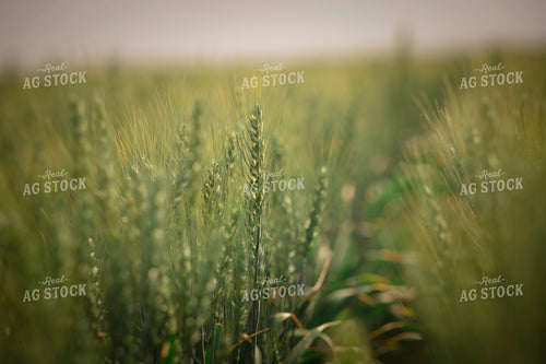 Wheat Field 135116