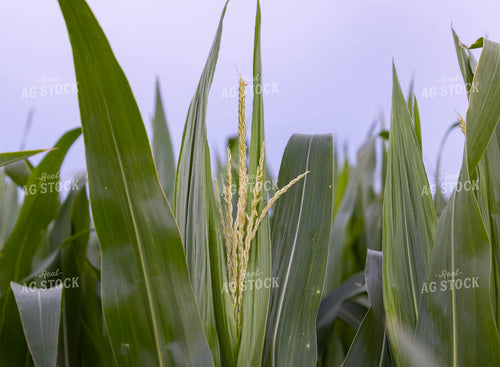 Corn Tassel 79316