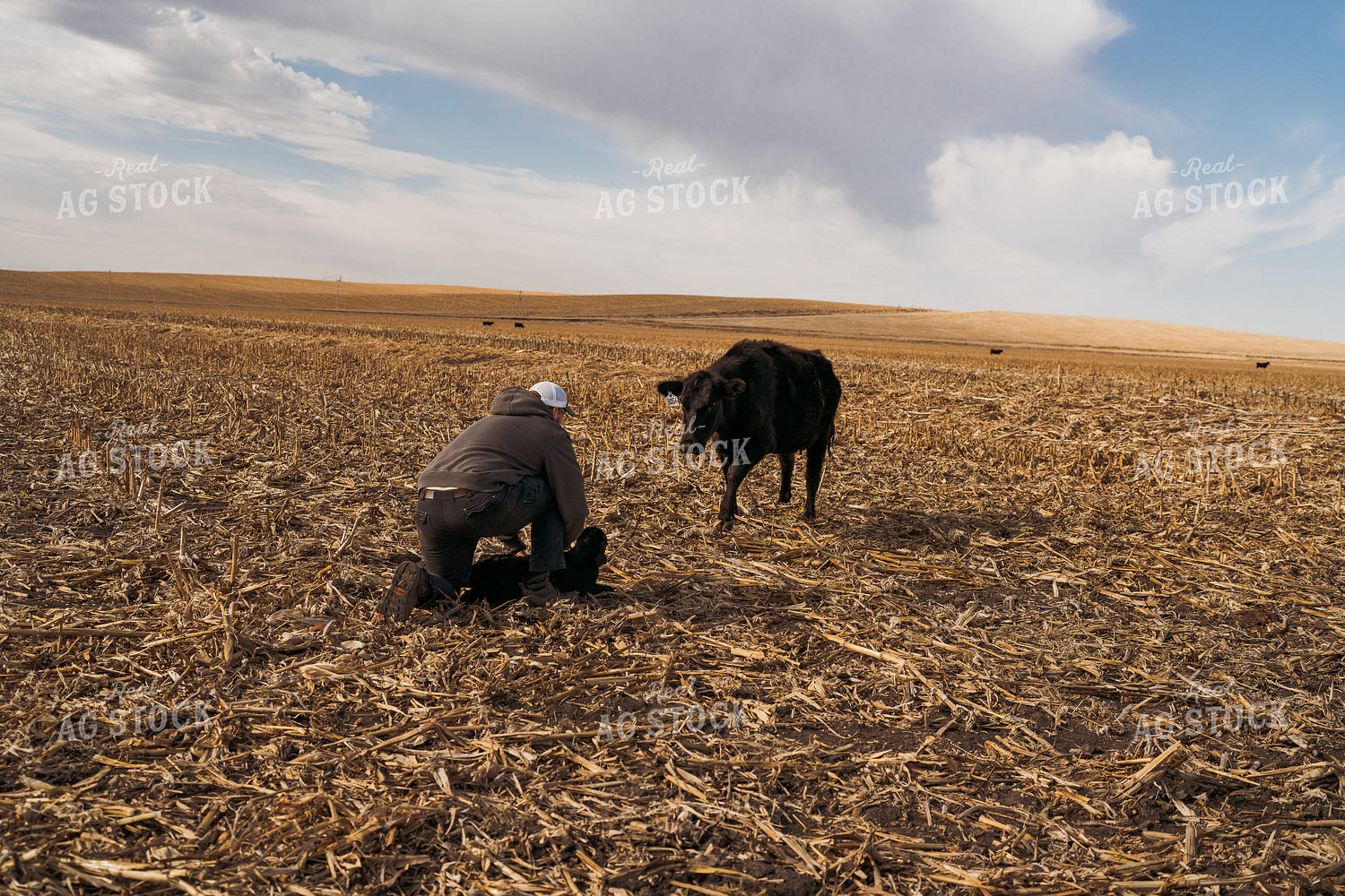Cattle Producer Tagging Calf 196251