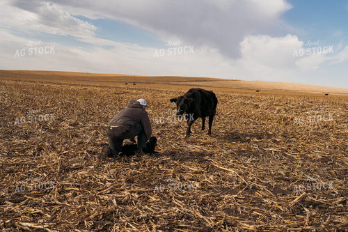 Cattle Producer Tagging Calf 196251
