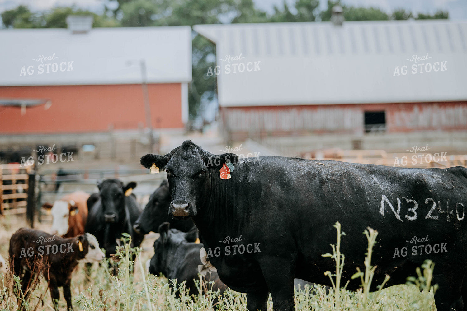 Cow-Calf in Farmyard 77118