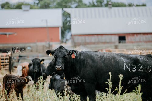 Cow-Calf in Farmyard 77118