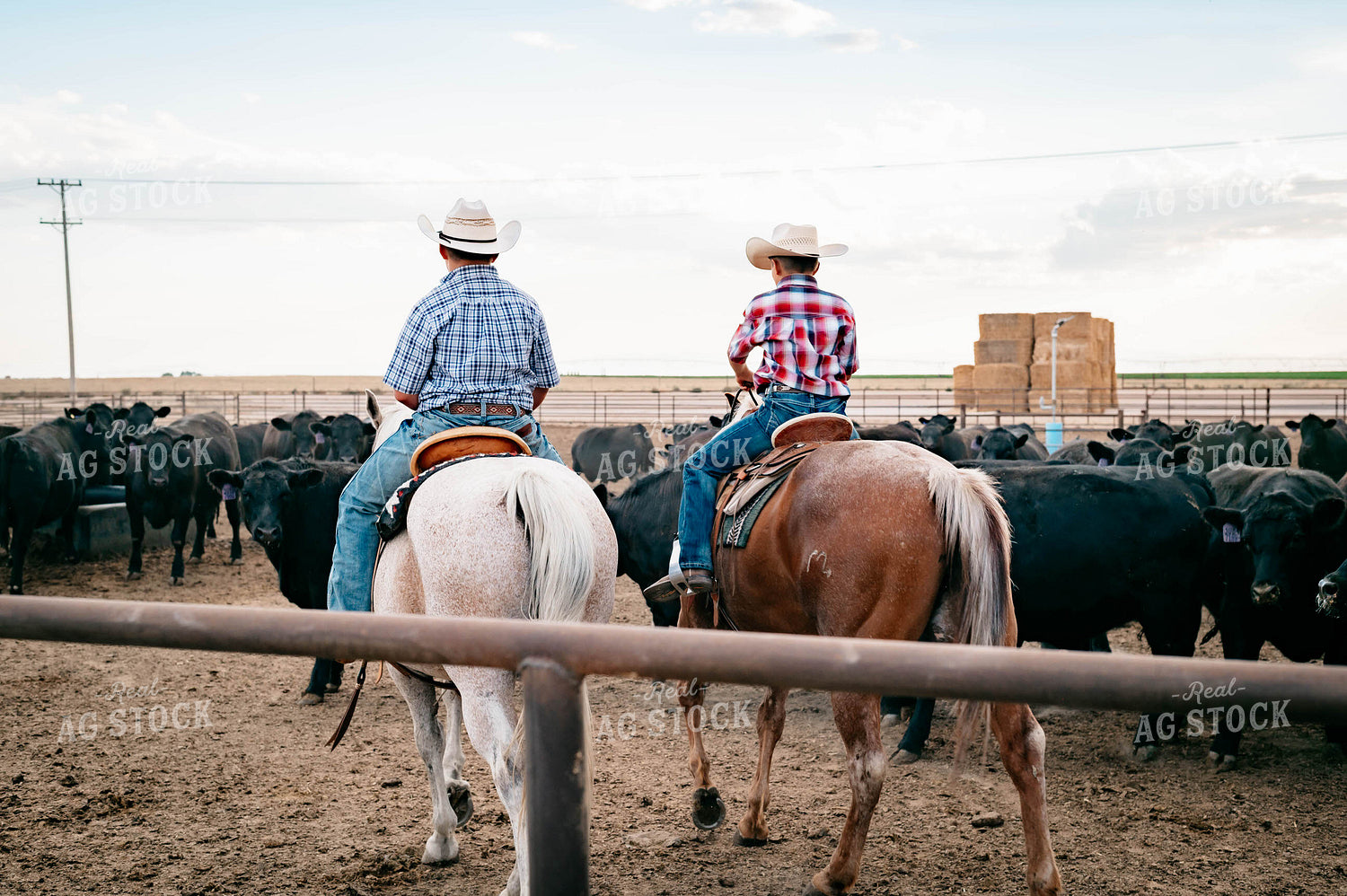 Ranch Kids on Horseback at Feedyard 218038