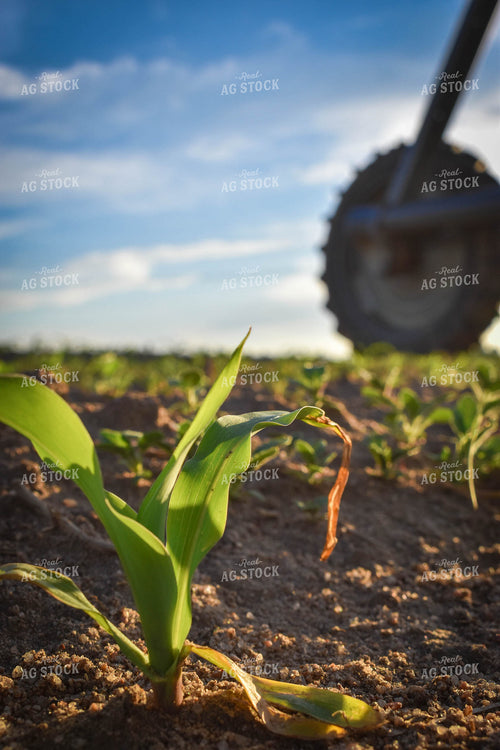 Irrigated Corn 56131