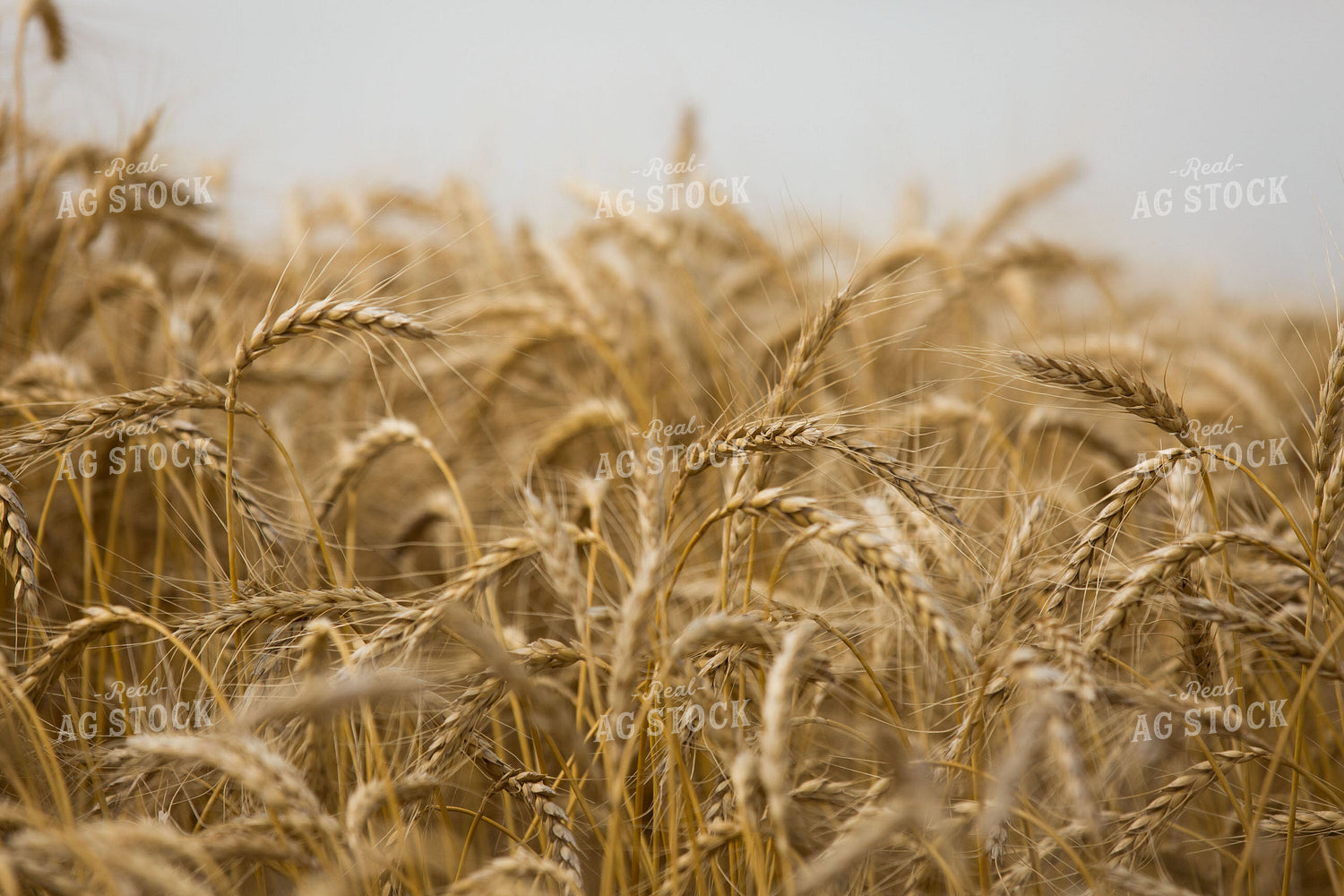 Wheat Field 303052