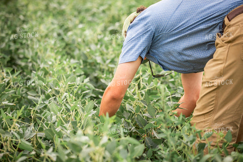 Farmer Checking Soybeans 270325