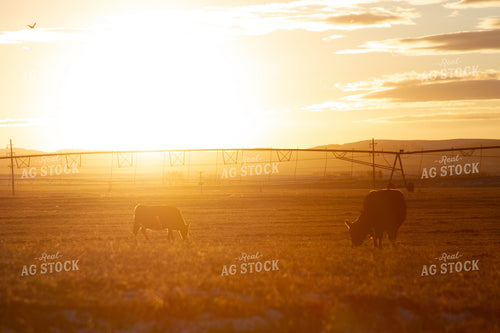 Cattle in Pasture 117010