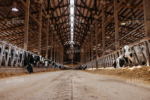 Holstein Cattle in Open Air Dairy Barn 152085
