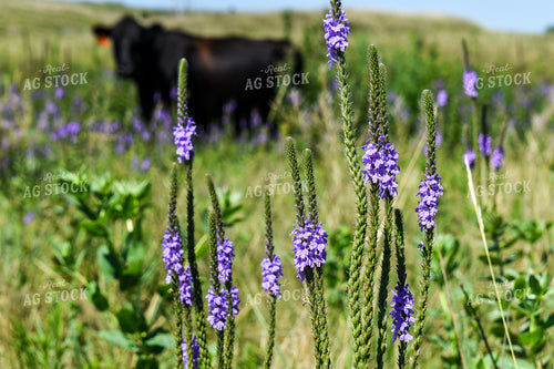 Wildflower in Pasture 259015