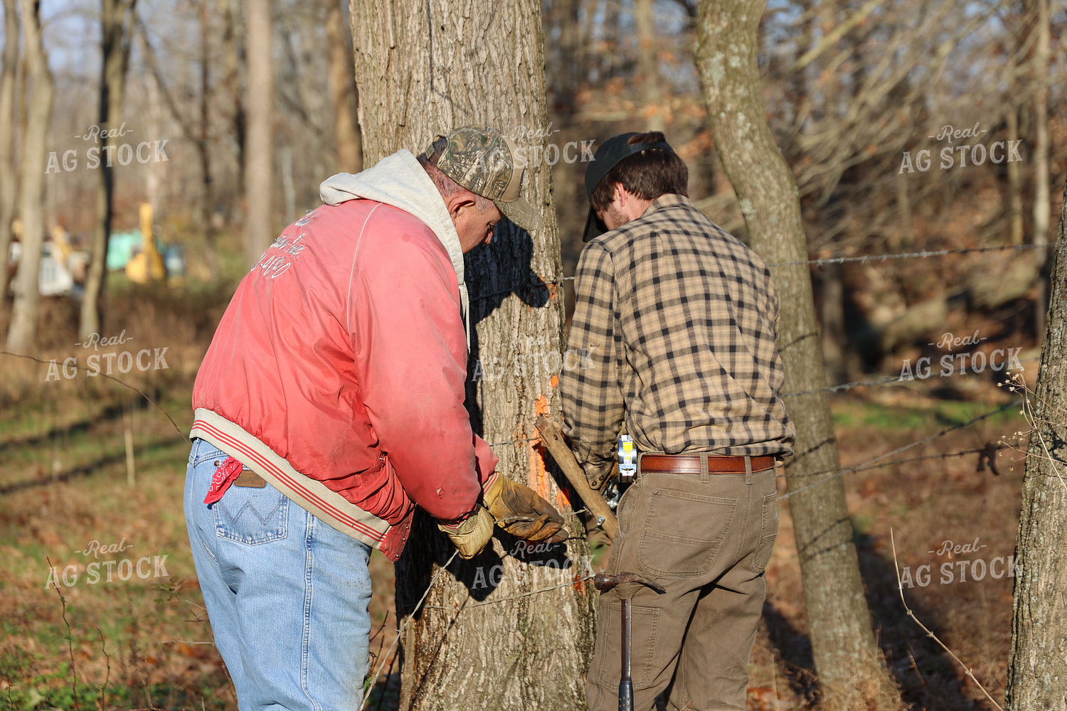 Farmers Putting up Fence for Cattle 52272