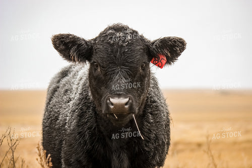 Angus Cattle 155008