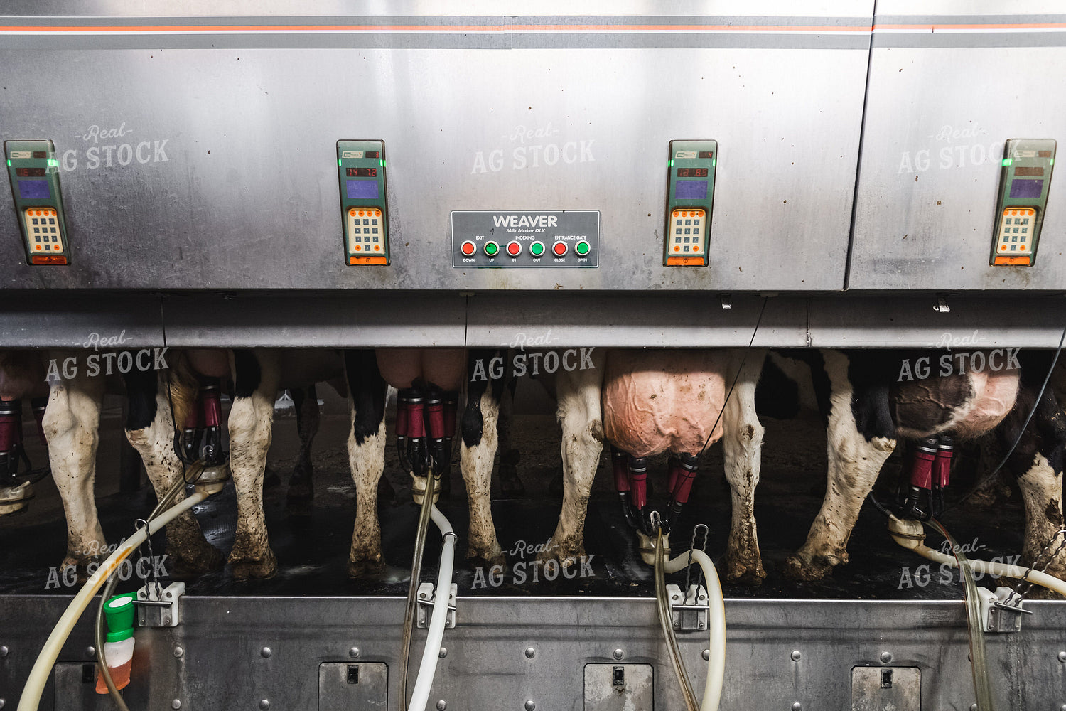 Holstein Cattle at Milk Parlor 250149