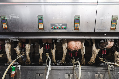 Holstein Cattle at Milk Parlor 250149
