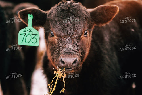 Calves Eating Hay in Winter 53101