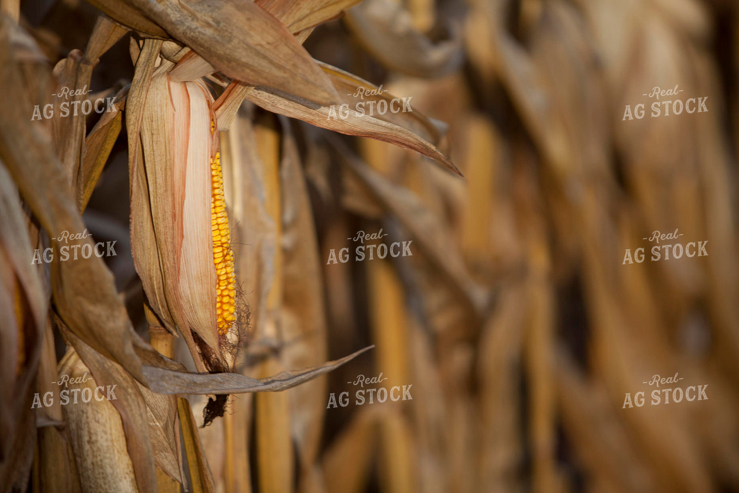 Corn - Dry 1331