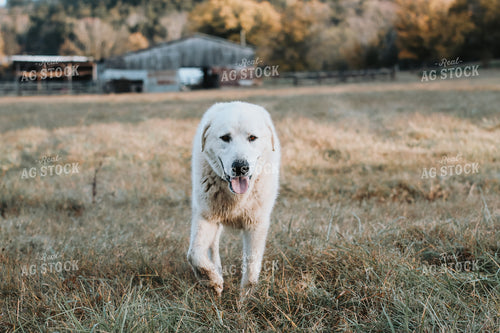 Farm Dog Herding Sheep 220031