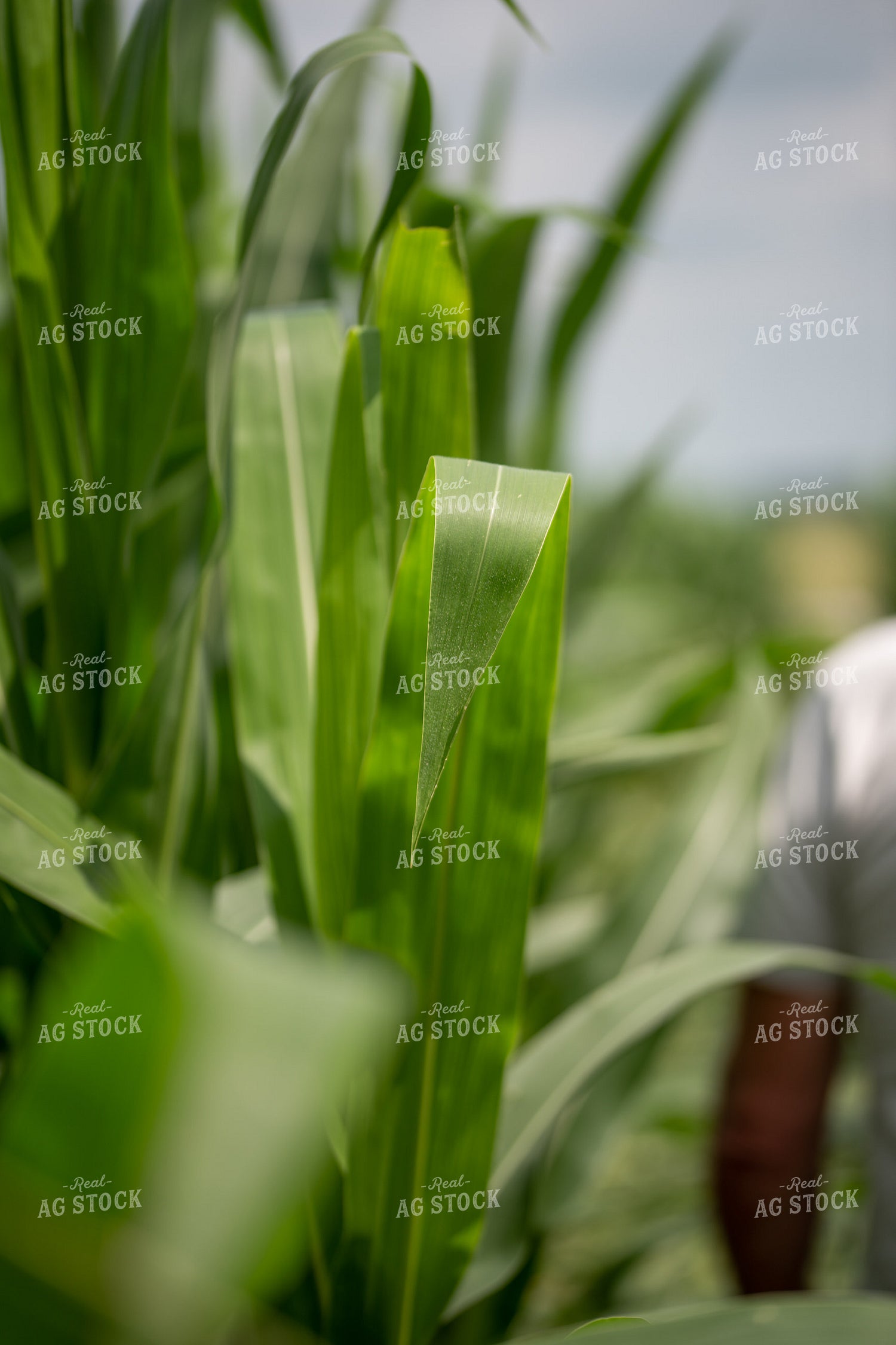 Midseason Corn Leaf 76659