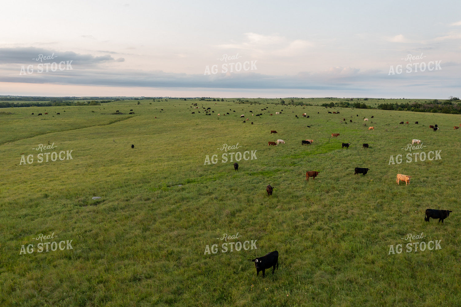 Aerial of Cattle on Pasture 71068