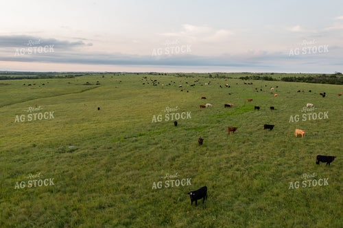 Aerial of Cattle on Pasture 71068