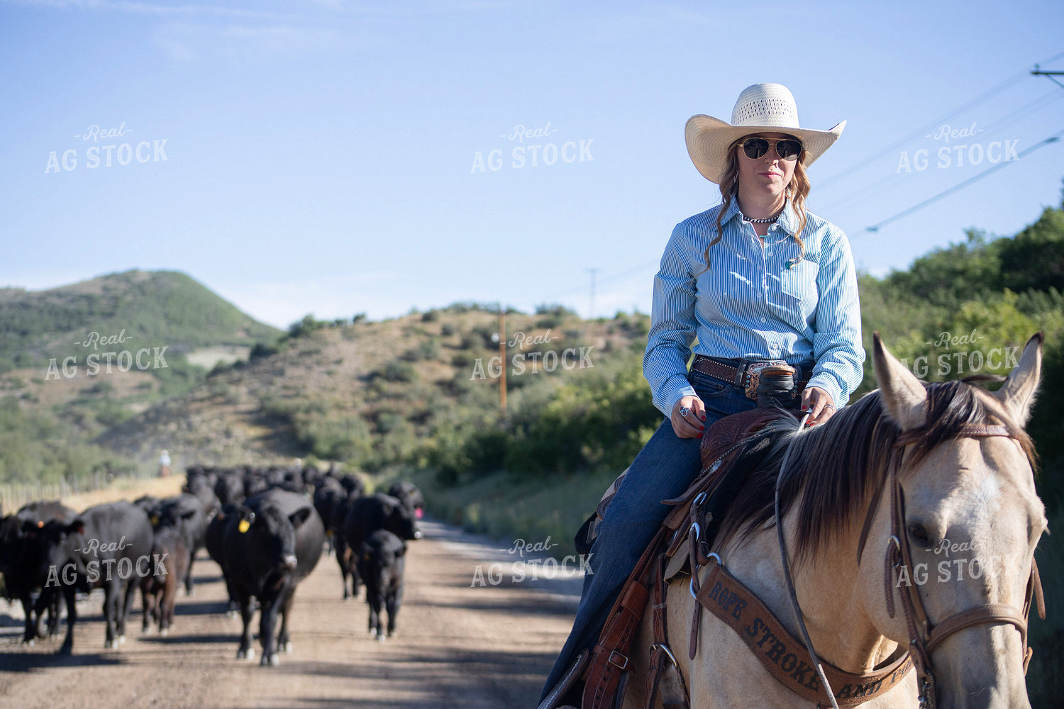 Cowgirl on Cattle Drive 117381