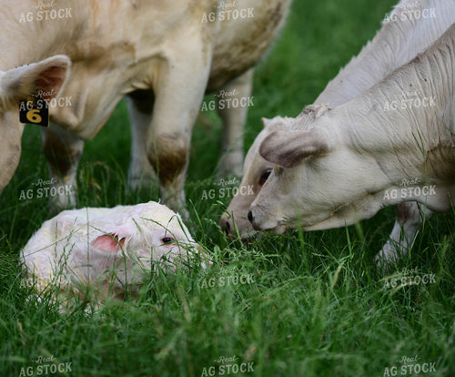 Charolais Cow with Newborn Calf 192009