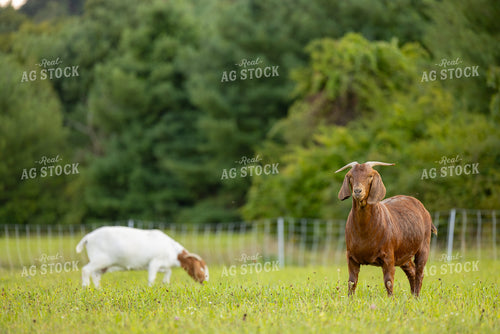Goats 233034