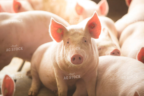 Pigs in Barn 3862