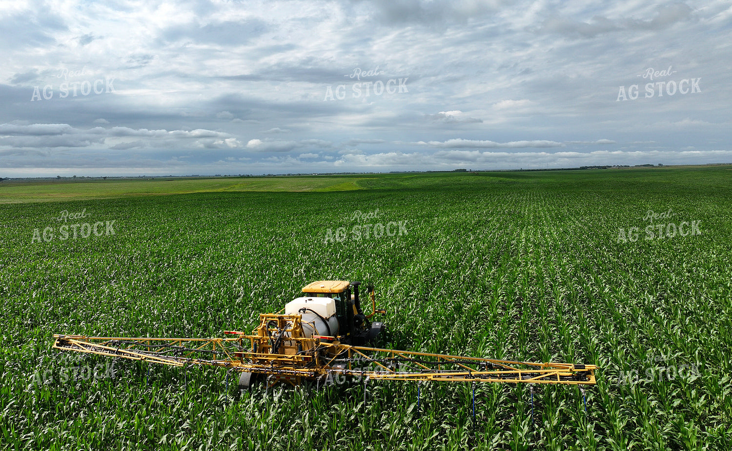 Y Dropping Corn 141370