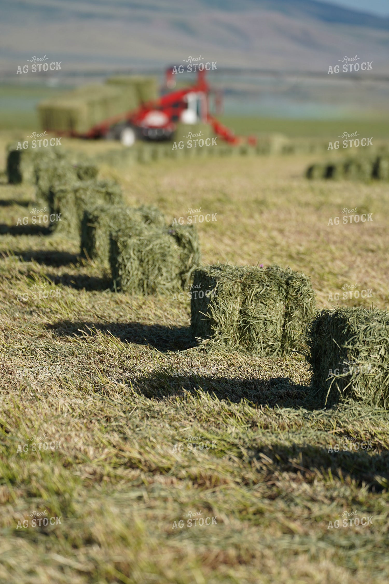 Hay Harvest 293010