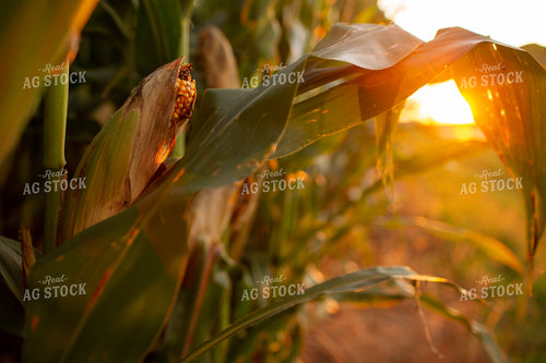 Corn - Mid-Season 2330