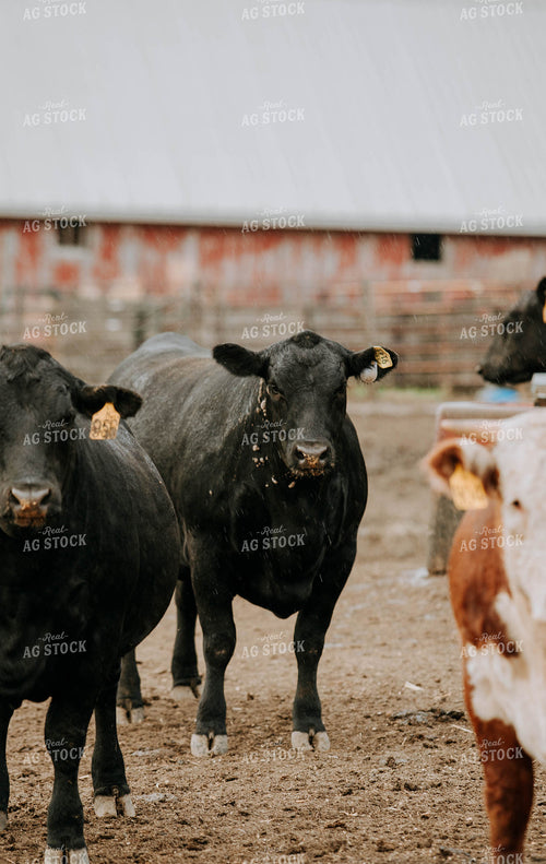 Cows in Farmyard 77100