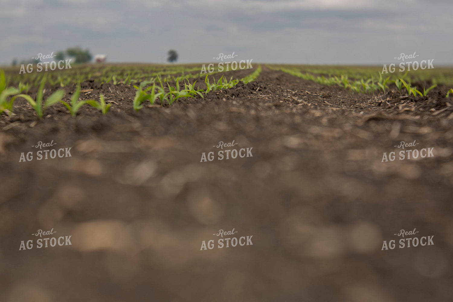 Corn - Early Growth 1044