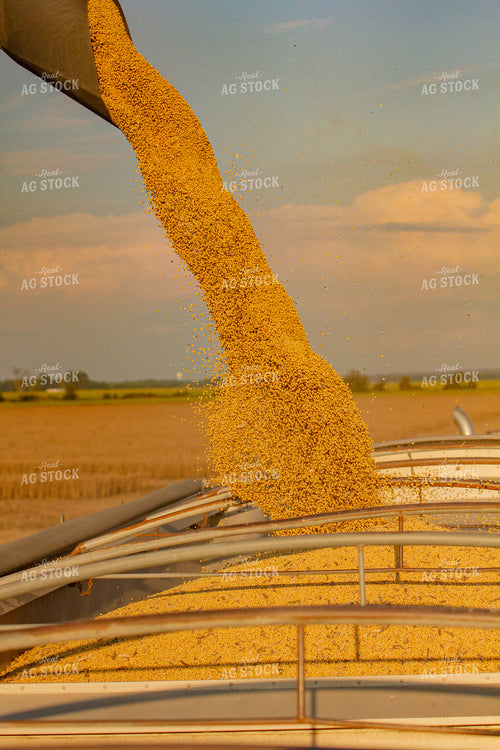 Unloading Harvested Soybeans 291125