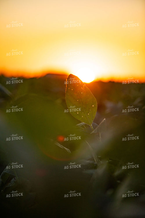 Damaged Soybean Leaf in Sunset Light 136180