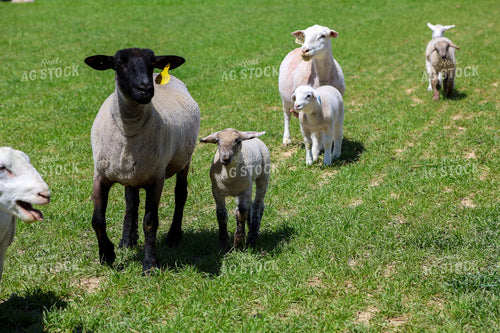 Lambs and Ewes 84282