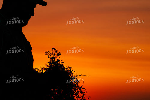Farmer Checking Hay at Sunset 214050