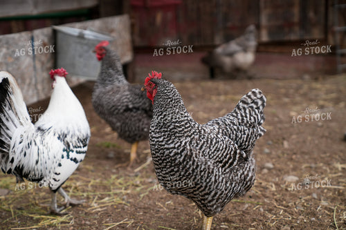 Free-Range Chickens in a Rural Farmyard on a Sunny Day 65261